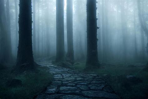 Landscape of haunted mist forest with pathway dark background, creepy and scary concept, 3d ...