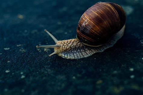 Blue Snail Photograph by Pati Photography - Fine Art America