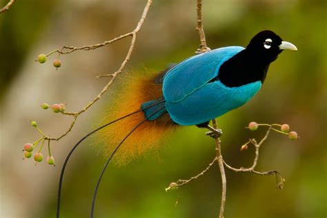 Most Beautiful Bird of The World - Bird of Paradise