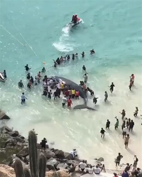 Whale Rescue : r/HumansBeingBros