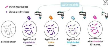 Ziehl-Neelsen Staining- Principle And Procedure With, 58% OFF