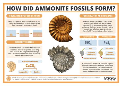 How did ammonite fossils form? | Compound Interest