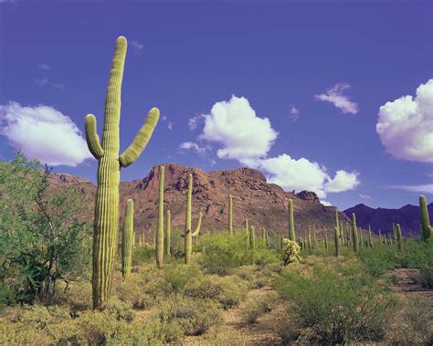 Organ Pipe Cactus National Monument |Map, Desert, & Facts | Britannica