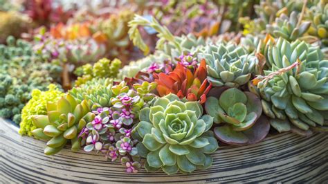 20 Colorful Succulents That Will Thrive Indoors