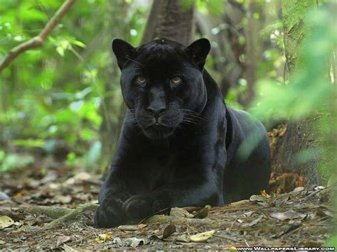 Black Panther - Animals Wallpaper (13128457) - Fanpop