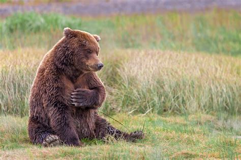 Grizzly Bear Sitting Up In the Grass Fine Art Photo Print | Photos by Joseph C. Filer