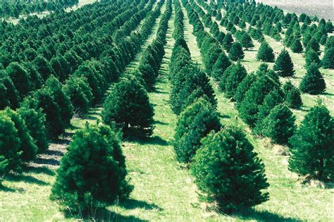 File:Christmas tree farm IA.JPG - Wikipedia, the free encyclopedia