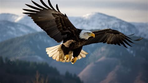 Bald Eagle Is Flying Near A Mountain Background, Picture Of Eagle Flying, Eagle, Bird Background ...