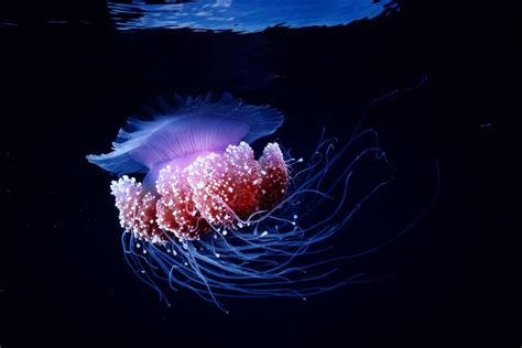 Ten Amazing Bioluminescent Organisms | Bioluminescence, Deep sea creatures, Ocean creatures