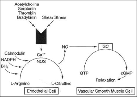 20: Nitric oxide production from the L-Arginine pathway and its... | Download Scientific Diagram