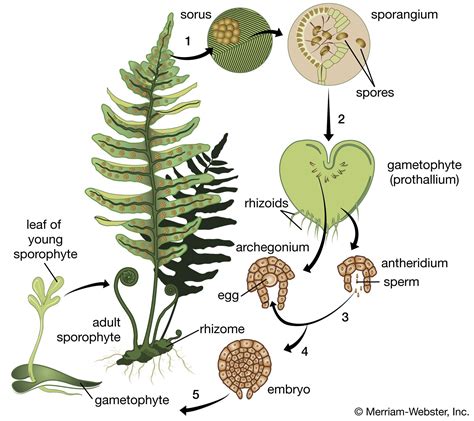 Fern Sporophyte Diagram