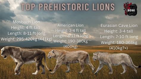 Cave Lion Size Comparison