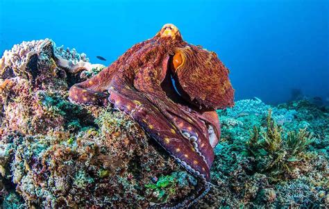 Hide and Seek with the Reef Octopus in Bunaken - Two Fish Divers