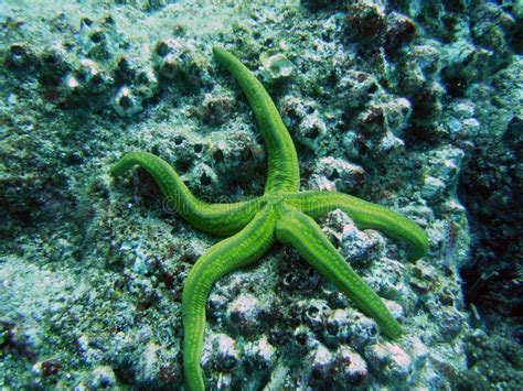 Green Starfish Holding Onto the Rocks Along a Reef in the Galapagos ...