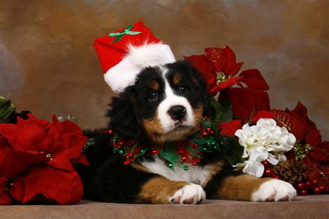 Puppy Christmas Wallpapers - Wallpaper Cave