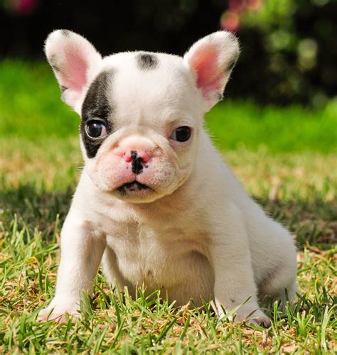 Toy Bulldog Puppies - Puppy Dog Gallery