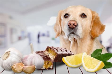 Premium Photo | Dog and food ingredients