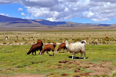 La fauna della Pampa - Argentina