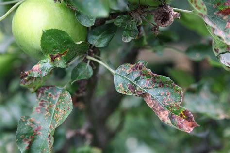 Apple Scab Disease and How to Identify and Prevent It