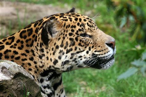 Endangered Wild Cats of the Rainforest - Owlcation