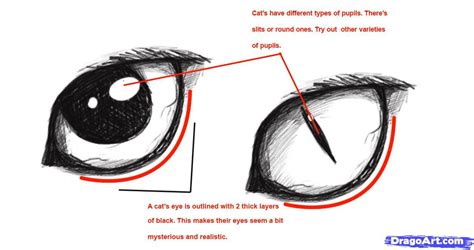 Cat eye shape | Cat eyes drawing, Realistic cat drawing, Realistic drawings