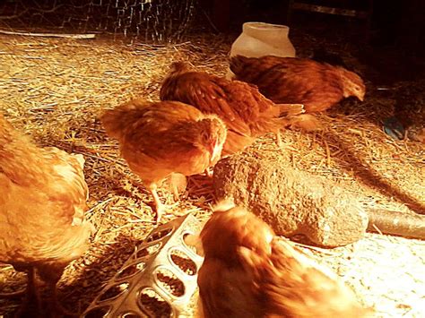 Getting Started with Laying Chickens | Faith-Family-Farm