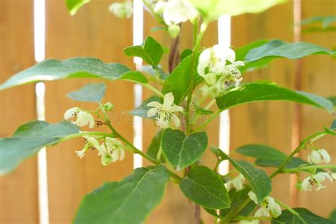 White Flowers of Actinidia Polygama, Kiwi in the Garden. Summer and Spring Time Stock Image ...