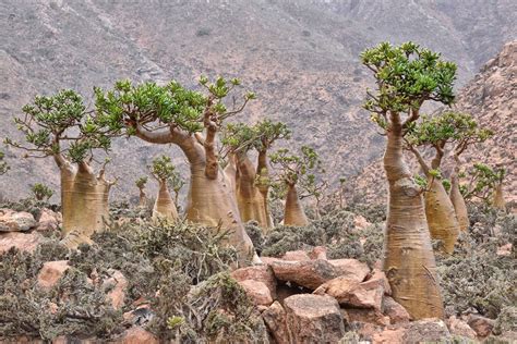 Socotra: Yemen's Forgotten Island