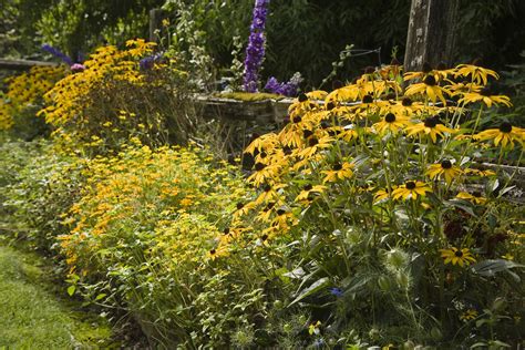 14 Cheerful Yellow Garden Flowers