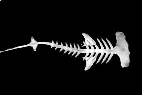 Shark Skeleton Drawing