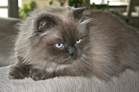 Top 12 Himalayan Cat Breeders: What To Look For