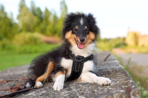 10 Best Shetland Sheepdog Breeders (2024): Our Top 10 Picks!