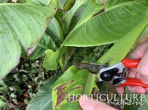 Always Follow These General Rules When Cutting Back Canna Lilies | Horticulture Magazine