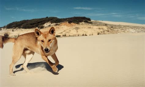 Dingo | The Life of Animals