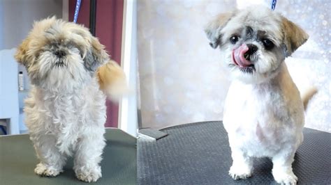 How To Groom A Shih Tzu - All You Need Infos