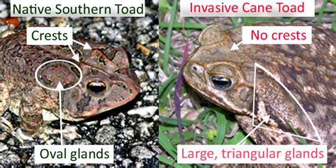 Southern toad or cane toad : r/herpetology