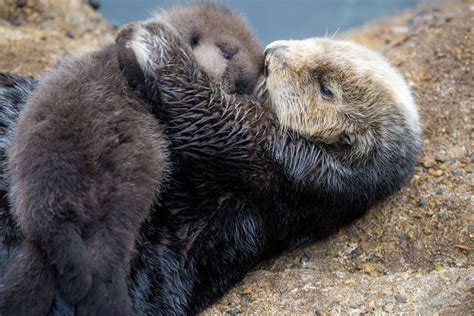 Monterey Bay Aquarium Welcomes New Baby Sea Otter | California Diver Magazine