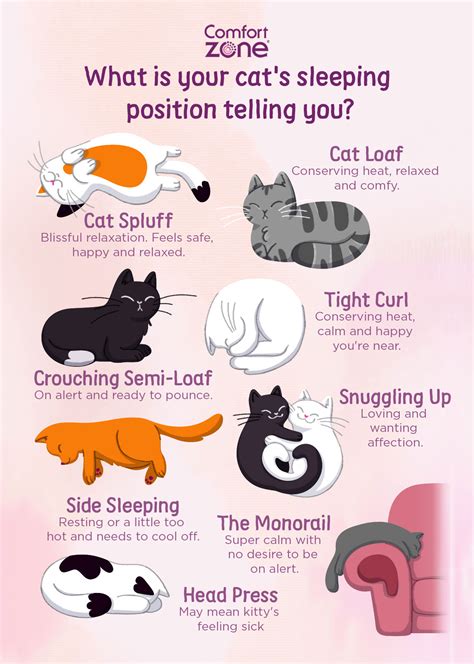 The Secret Meaning Behind Cat Sleeping Positions