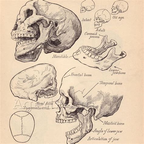 Vintage Anatomy Print, Antique Artistic Human Anatomy Chart, Book ...