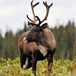 Explore Rare Species Of Animals In Boreal Forest – Unique Nature Habitats