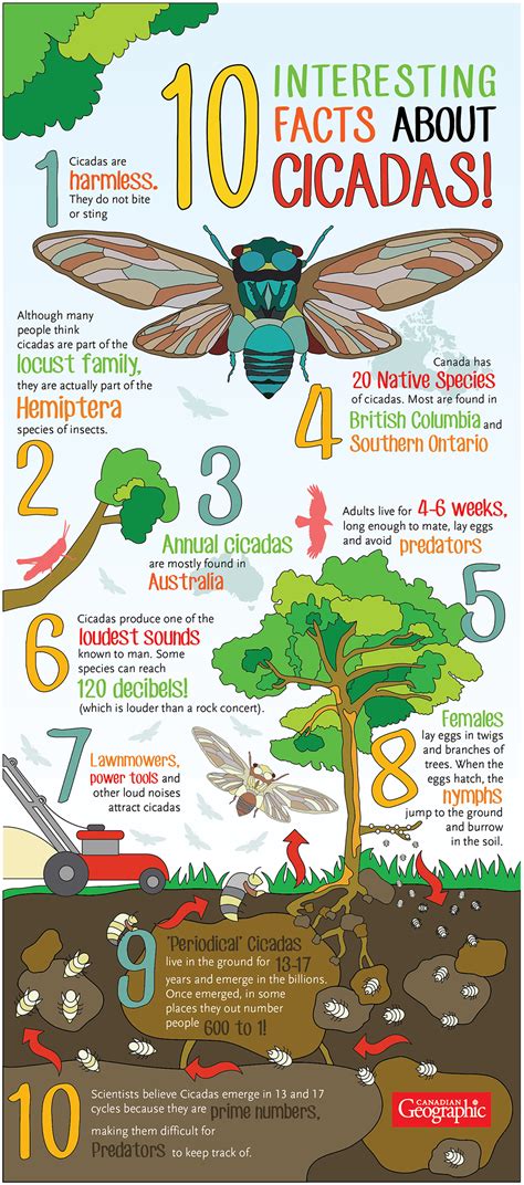 Infographic: Cicadas to emerge after 17 years underground | Canadian Geographic