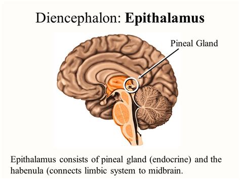 The epithalamus is located in the diencephalon (along with the thalamus and hypothalamus) and ...