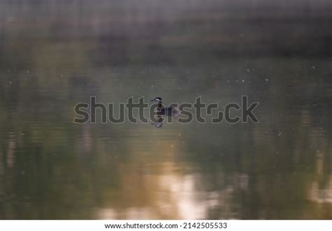 3,117 Red Necked Grebe Stock Photos, Images & Photography | Shutterstock