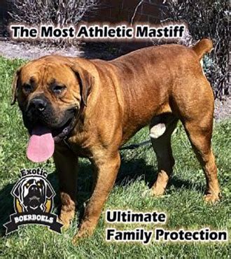 South African Boerboel Rescue