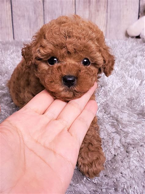 Dollface the Teacup Poodle ($3,000) - Top Dog Puppies