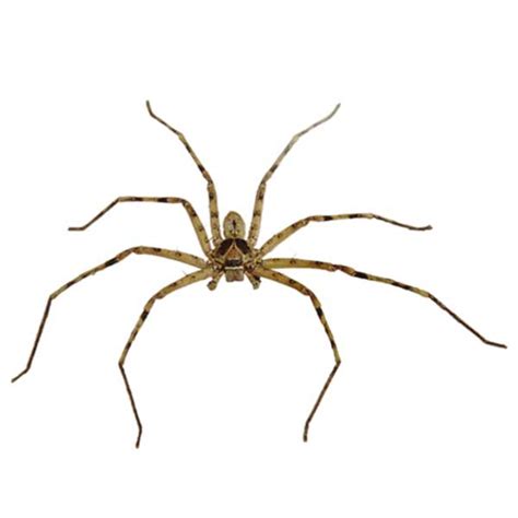 Huntsman Spider Identification & Behavior | Aberdeen Exterminating