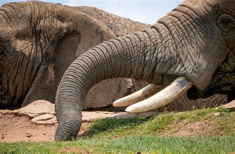 Elephant Tusks · Free Stock Photo