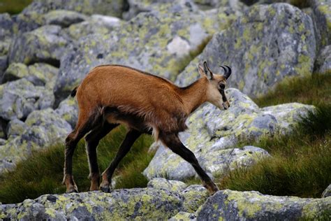 Wildlife in the Alps