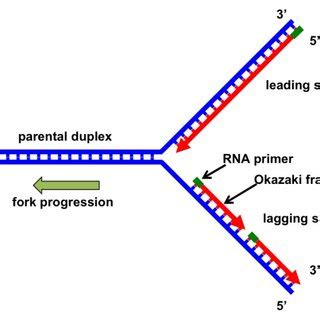 (PDF) The Replication Fork: Understanding the Eukaryotic Replication ...