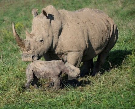 Baby Rhino Born at Wilds - WHIZ - Fox 5 / Marquee Broadcasting